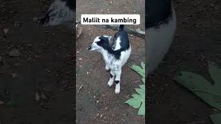 Maliit na kambing #shortvideo #happyfarming