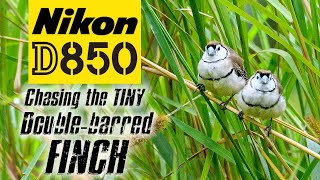 Nikon D850 | Chasing The TINY Double-Barred Finch!