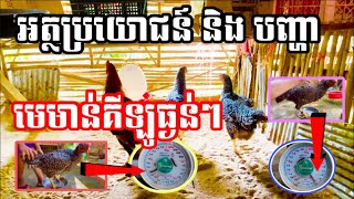 អត្ថប្រយោជន៍ និង បញ្ហារបស់មេមាន់គីឡូយក្ស។