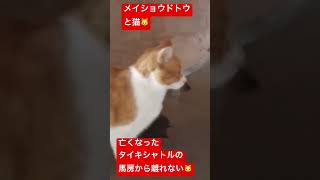 猫が亡くなったタイキシャトルの馬房にいる姿が何とも言えない #競馬 #馬 #horse #shorts #猫 #cat #ねこ