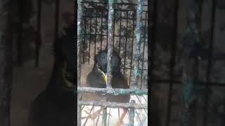 শালিক পাখির মিষ্টি কথা বলা //Sweet talk of storks