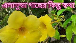 এলামুন্ডা গাছ।।এলামুন্ডা ফুল গাছের পরিচর্যা Allamanda Plant Care in Summer 