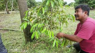 how to prune your durian tree | បច្ចេកទេសតែងមែកទុរេន #បច្ចេកទេសដាំធូរេន