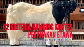 12 KRITERIA KAMBING KONTES PERANAKAN ETAWA RAS KALIGESING