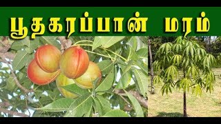 Sterculia foetida / பூதகரப்பானின்  வைத்திய  முறைகள்  / Poothakarappaan