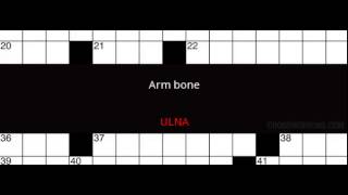 Arm bone Crossword Clue Solution