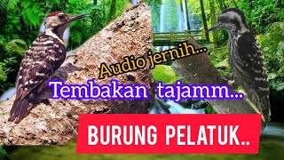 masteran burung pelatuk, #muraybatu#cucakijo #kacer @arokicau8641