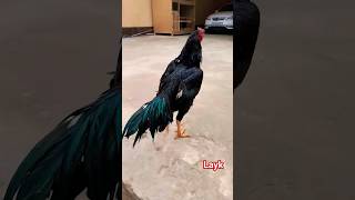 #angrybirds #aseel #bird #birds #aseelmurga #aseelmurgha #ayamchicken #chicken #