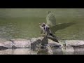 澳洲的蛇鵜anhinga novaehollandiae（2019 01 22）