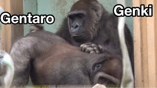 何歳になろうが息子は息子。ゲンキはゲンタロウを優しくグルーミング🌸Genki gently grooming Gentaro【Kyoto Zoo 京都市動物園】2022/1/31