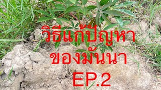 วิธีแก้ปัญหาการปลูกมันนา EP.2 และการแก้ปัญหา