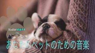 Pet Relaxing Music | 8時間  ペットのためのリラックスした音楽