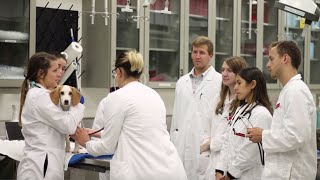 Scholarship Support for DVM Students