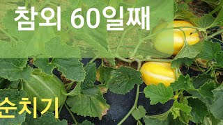 참외 정식 60일째, 순치기, 참외재배방법(How to grow South Korean melon)