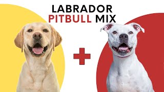 Labrador Pitbull Mix: Traits, Care, and Training