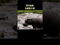 河马肉多为啥没人吃 科普 河马 自然奇境科普季