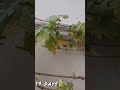 time lapse of bitter gourd... plants shorts