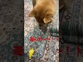 遊んで〜！！！ かわいい犬 柴犬 茶々丸 2022 sibarani