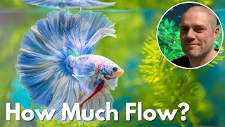 Do Betta Fish Prefer Still or Moving Water - ANSWERED!