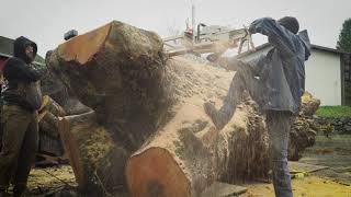 HUGE sycamore tree slabs!