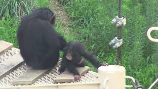 カズミと生後3か月のヨツバ ちゃん 43 Kazumi \u0026 3 month baby Yotsuba Chimpanzees