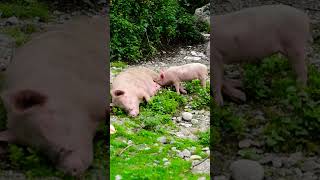 Piglet suckling mom pig nipple furiously #pig #piglets #animals #animal #milk #india #funny #viral