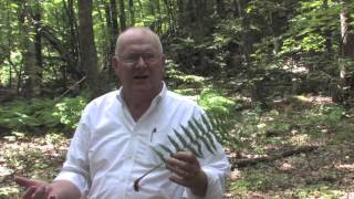 Field Course: Ferns of Massachusetts