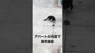 ネズミがネコに拐われる