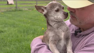 'You're loved, you're here': Michigan man provides sanctuary for senior rescue dogs