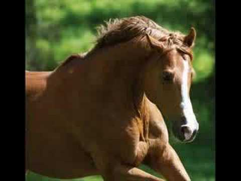 Paarden Filmpje Youtube