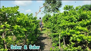 REVIEW LAHAN GROUD BONSAI SANCANG PAK RAHMAN