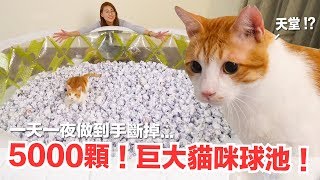 5000顆紙球做出巨大貓咪球池！是貓咪天堂啊！【傻眼貓咪EP3】