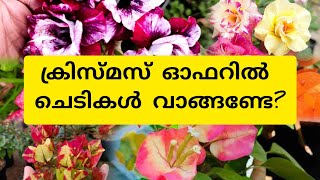 യമണ്ടൻ ക്രിസ്മസ് ഓഫർ 🥳  #offer #chrismasoffer #adenium #Bougainville #adarna #homegarden #lowprice