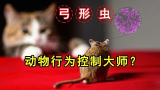 50%的人已感染！弓形蟲為何如此「優秀」？一口氣看懂動物行為操控大師