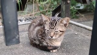 夜中に一匹で居た子猫を発見したので保護しました。【保護猫】【子猫保護】【捨て猫】