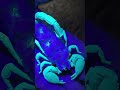 Glow In The Dark Scorpions 😱 #shorts #animals #reptile #arachnid #scorpion #creepy #baby