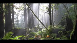 Mike Oldfield - Sunlight Shining Through Cloud (Saqsaywaman And The Millenium Demo Version)