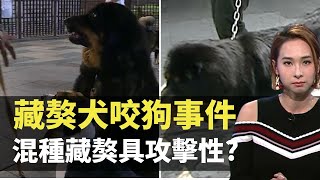 東張西望 ｜ 藏獒犬咬狗事件羅生門 混種藏獒具攻擊性? TVB 李旻芳 吳幸美