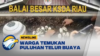 Viral! Penemuan Puluhan Telur Buaya, Induk Buaya Dievakuasi