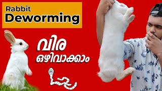 Rabbit Deworming | മുയലുകൾക്ക് വിരയുണ്ടോ എങ്ങനെ മനസ്സിലാക്കാം. Rabbit worm out | Rabbit Worm Disease