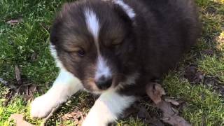 AKC sable male sheltie puppy. Champion lines