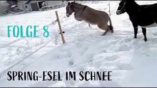 Spring-Esel im Schnee: Ausbruch und Versuch eines Spaziergangs - Folge 8