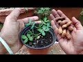 मूंगफली उगाएं घर पे | Grow Peanut from seeds easily & successfully