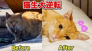 悲痛な表情だったボロボロの元野良猫...猫生大逆転！ #あにまるほんぽ #保護猫 #cat