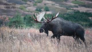 Big Dominant AK Bull Moose | MooseMan Video Photography Calendar