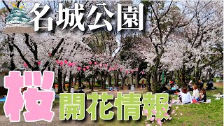 【名古屋桜開花情報】🌸名城公園のお花は桜だけじゃない🌷花畑だったよ🪻【2024.04.04】