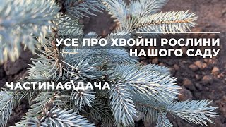 Усе про ХВОЙНІ РОСЛИНИ нашого саду\Частина6\Дача