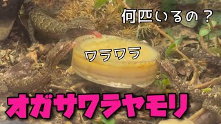 何匹いるの？オガサワラヤモリを集めてみた