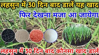 लहसुन में 30 दिन बाद कौनसा खाद डालें || Lahsun Me 30 Din Baad Konsa Khad Dalen || Garlic Cultivation