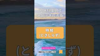 鮭は斜里町が水揚げ日本一　「時鮭」